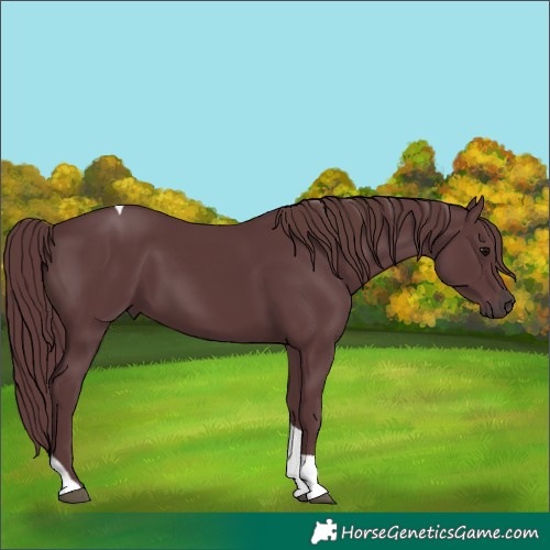 Horse Color:Chocolate Black Tobiano