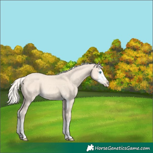 Horse Color:Cremello Splash  and Cremello Splash 