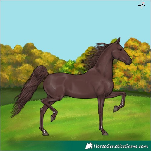 Horse Color:Chocolate Black