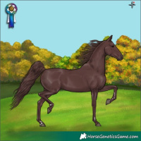 Horse Color:Chocolate Black 