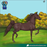 Horse Color:Chocolate Black