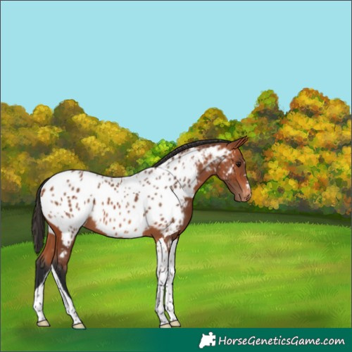 Horse Color:Bay Tobiano Near Leopard 