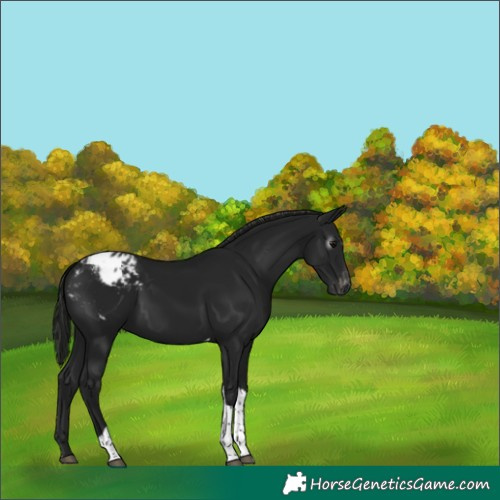 Horse Color:Gray Black Tobiano Appaloosa 