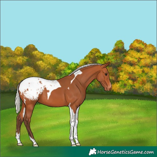 Horse Color:Silver Bay Tobiano Appaloosa 
