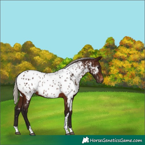 Horse Color:Gray Silver Bay Tobiano Appaloosa