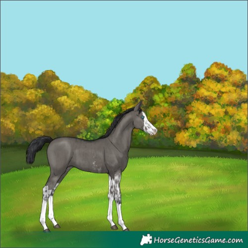 Horse Color:Unknown 