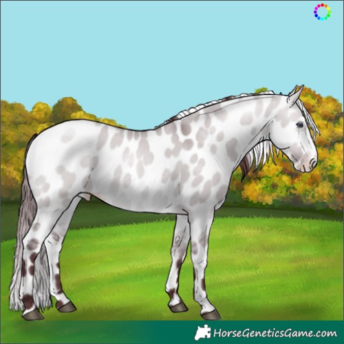 Horse Color:Chocolate Brown Chinchilla Dun Skewed Appaloosa