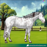 Horse Color:Chocolate Brown Chinchilla Dun Skewed Appaloosa 