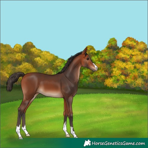 Horse Color:Unknown 