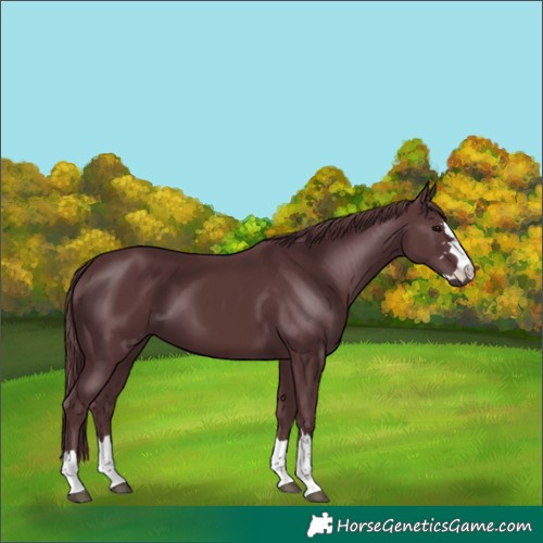 Horse Color:Chocolate Black 