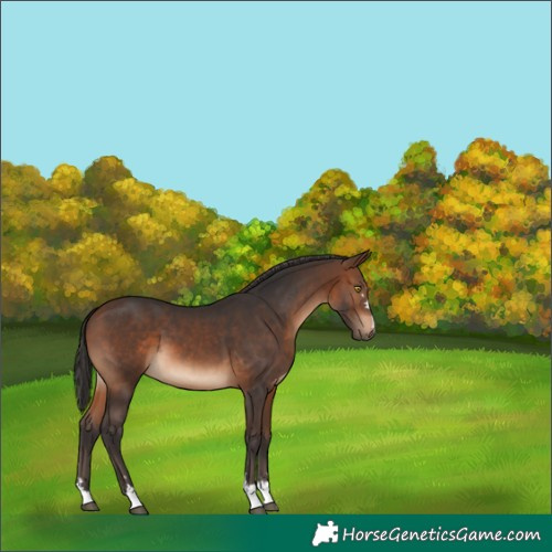 Horse Color:Unknown 