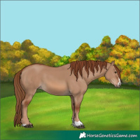 Horse Color:Red Dun
