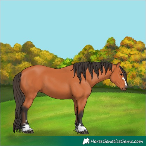 Horse Color:Bay 