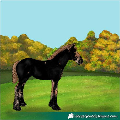 Horse Color:Void White Spotted Gold Champagne Appaloosa 