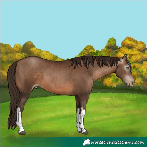 Horse Color:Gray White Spotted Brown Pearl 