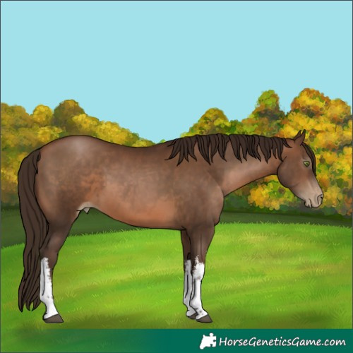 Horse Color:Gray White Spotted Brown Pearl