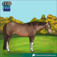 Horse Color:Gray White Spotted Brown Pearl