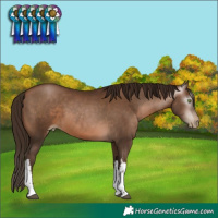 Horse Color:Gray White Spotted Brown Pearl