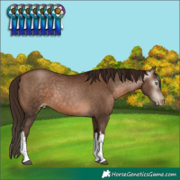 Horse Color:Gray White Spotted Brown Pearl