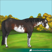 Horse Color:White Spotted Brown 