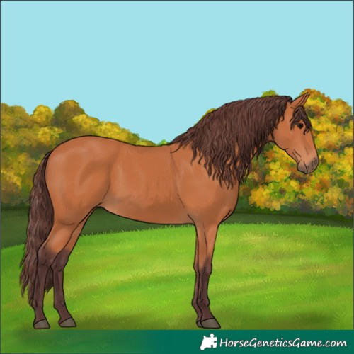 Horse Color:Chocolate Bay 