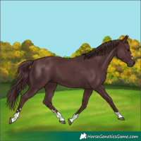 Horse Color:Chocolate Black 