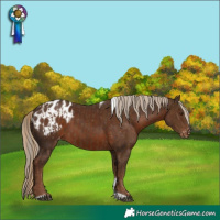 Horse Color:Chocolate Palomino Tobiano Appaloosa Rabicano and Liver Chestnut Tobiano Appaloosa