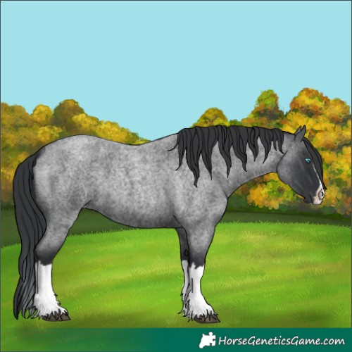 Horse Color:Blue Roan Splash