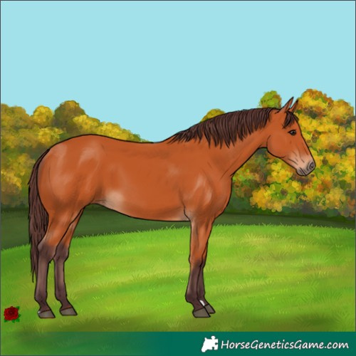 Horse Color:Chocolate Bay 