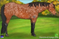 Horse Color:Bay Ice 