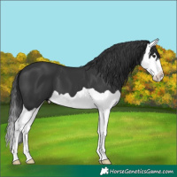 Horse Color:Black Splash