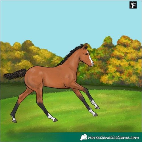 Horse Color:Bay 