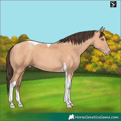 Horse Color:Amber Champagne Tobiano 