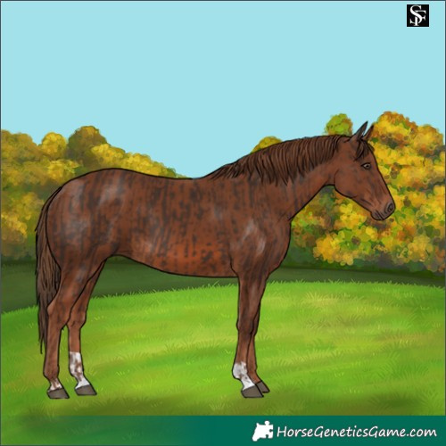 Horse Color:Liver Chestnut  and Chestnut 