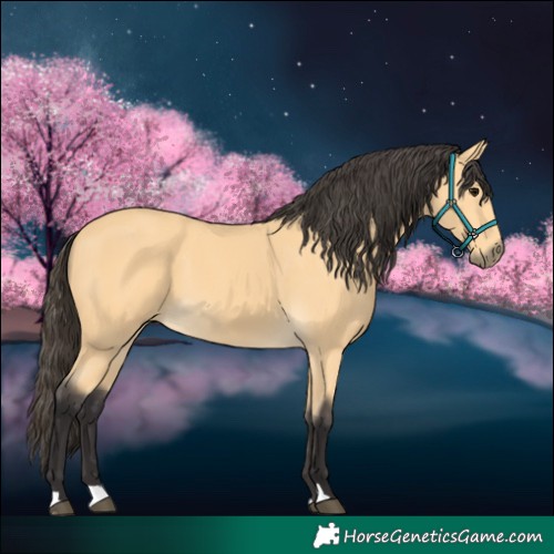 Horse Color:Buckskin