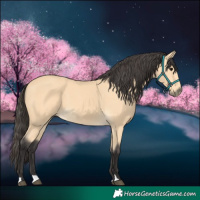 Horse Color:Buckskin 