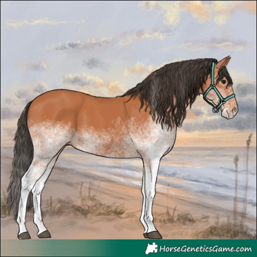 Horse Color:White Spotted Bay 