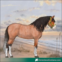 Horse Color:Bay Roan Splash 