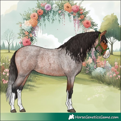 Horse Color:Bay Roan Splash