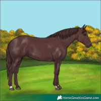 Horse Color:Chocolate Black