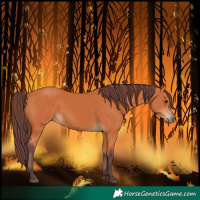 Horse Color:Chocolate Bay 
