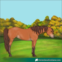Horse Color:Chocolate Bay