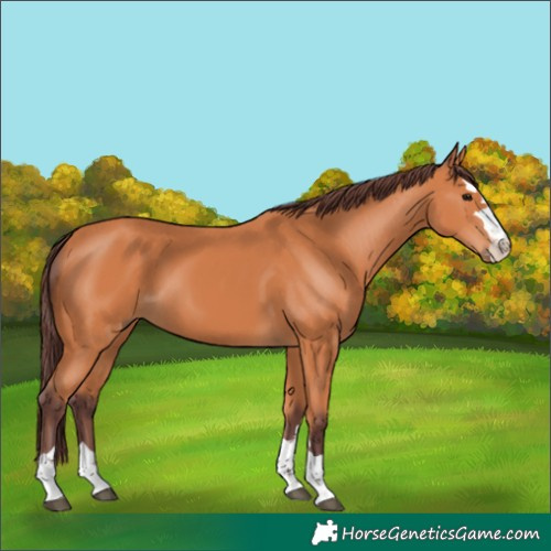 Horse Color:Chocolate Bay