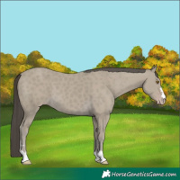 Horse Color:Classic Cream Champagne 