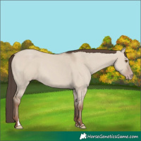 Horse Color:Classic Champagne Dun 