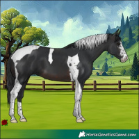 Horse Color:Brown Sabino Tobiano 