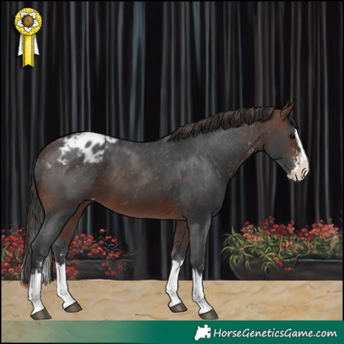 Horse Color:Brown Sabino Splash Blanket 