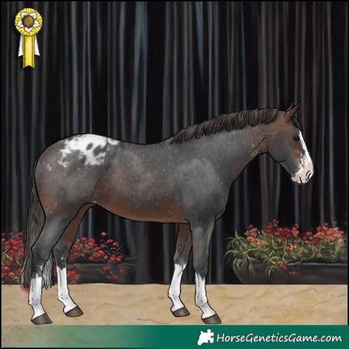 Horse Color:Brown Sabino Splash Appaloosa