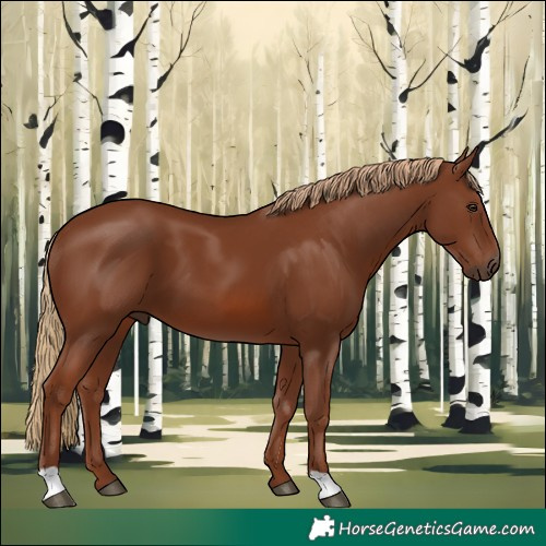 Horse Color:Chestnut 
