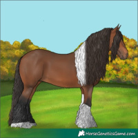 Horse Color:Bay Tobiano Rabicano 